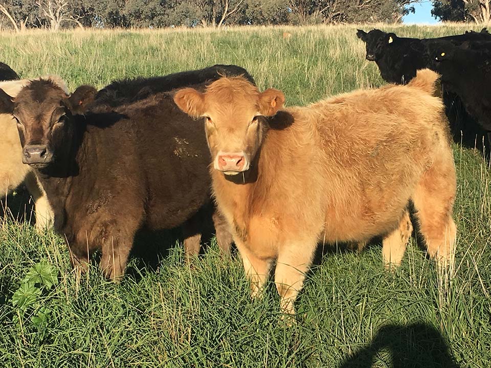 Light brown and dark brown cows standing