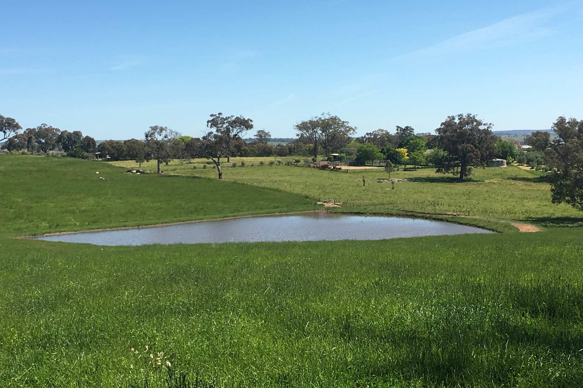 Grassy field