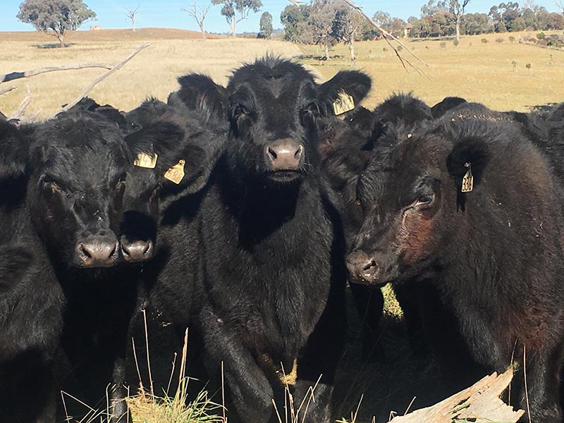 Black cows in a group