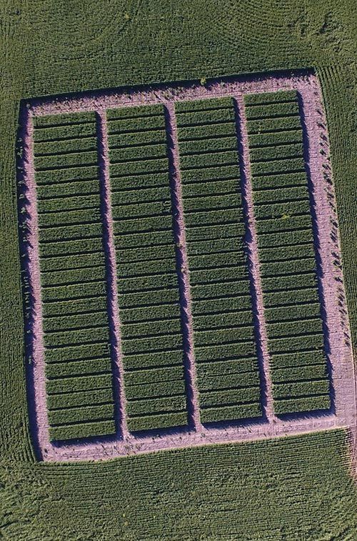 sunlight falling on agricultural land