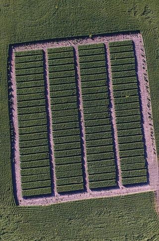 sunlight falling on agricultural land