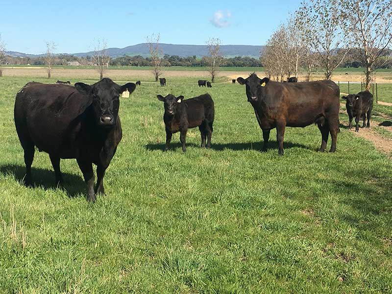 Cows relaxing in field