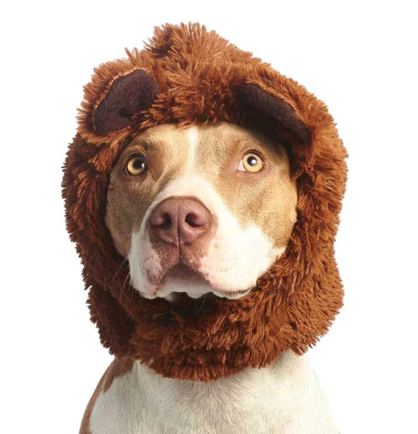 A brown and white dog wearing a lion costume