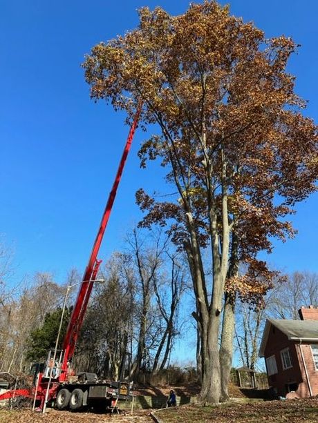 Tree Removal Pittsburgh