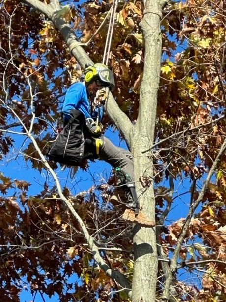 Tree Trimming and Pruning Pittsburgh