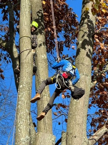 Tree Removal Service Pittsburgh