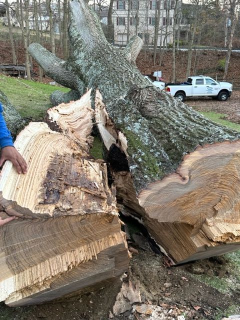 Tree Removal Pittsburgh