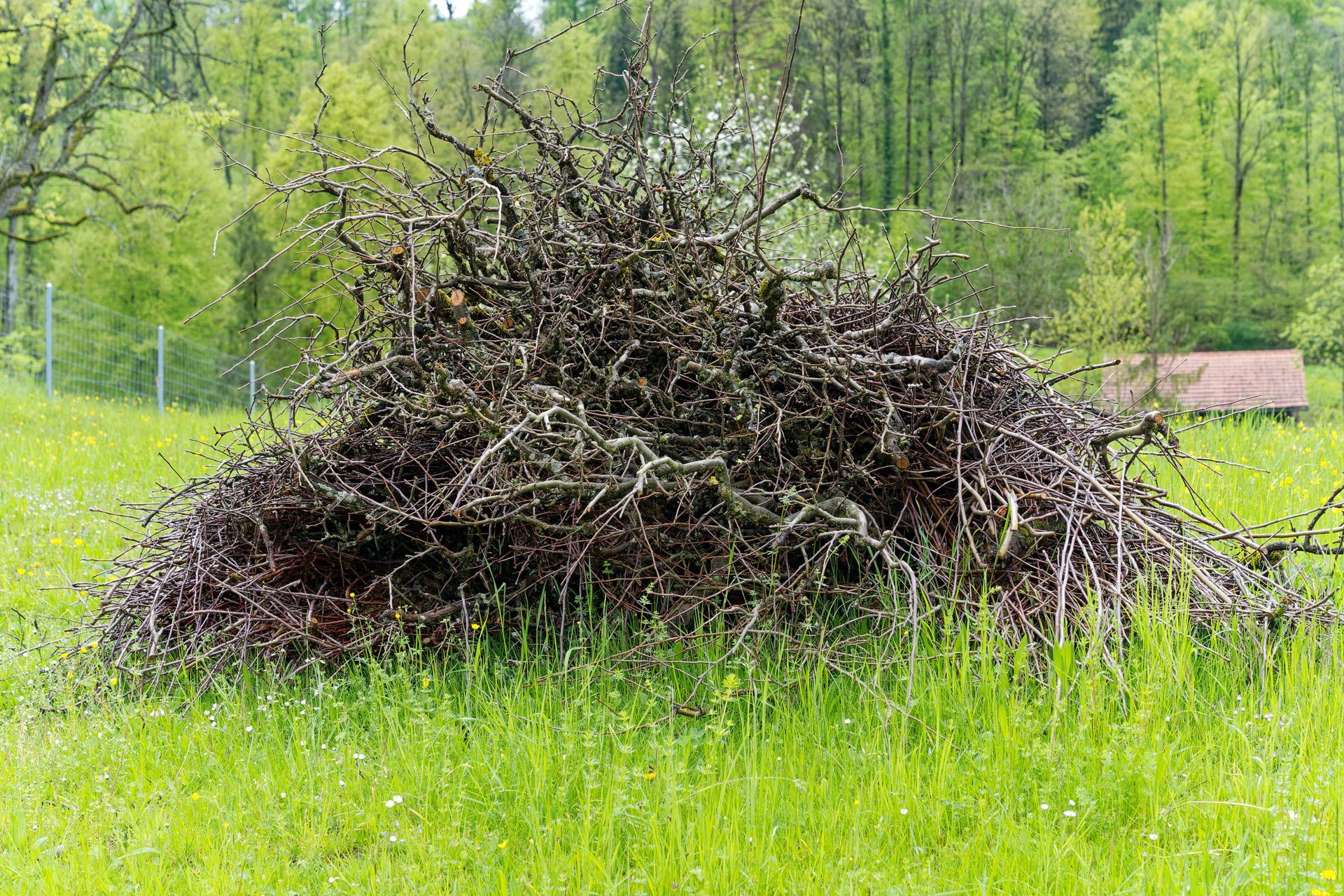 Pile of dead tree branches on a grassy field with a forest in the background and a small shed.