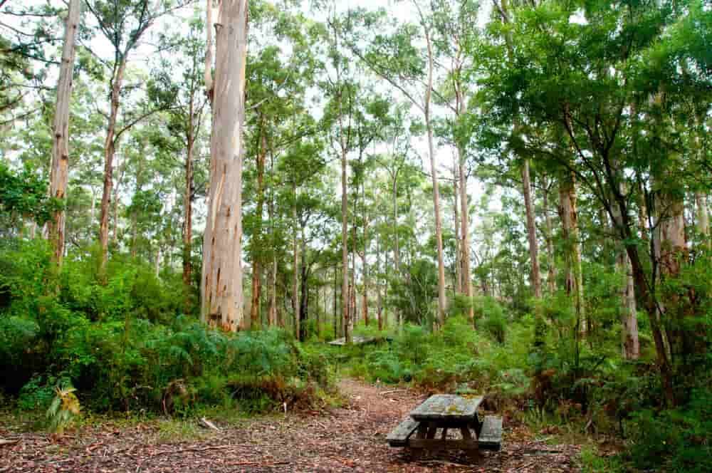 A Picnic Table In The Middle Of A Forest Surrounded By Trees — Caprice Home Additions In Gloucester, NSW