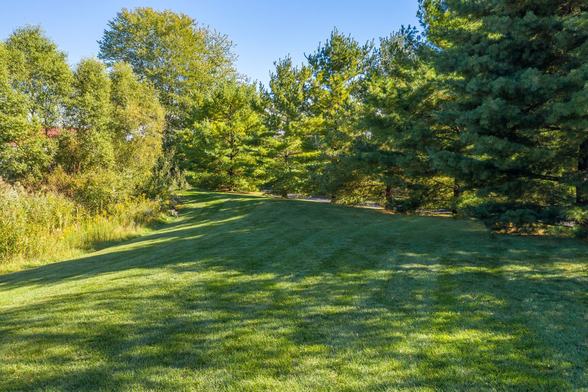 Green lawn with trees on a sunny day.
