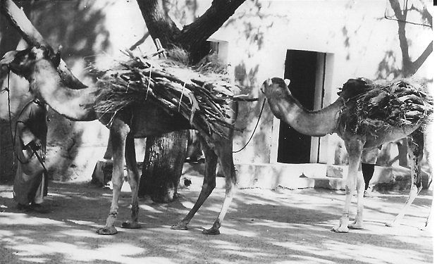 Camels loaded up in Tamanrasset - Page 193