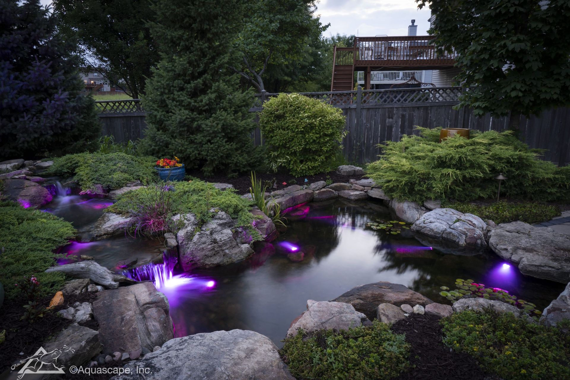 A backyard pond with illuminated purple lights among rocks and greenery.