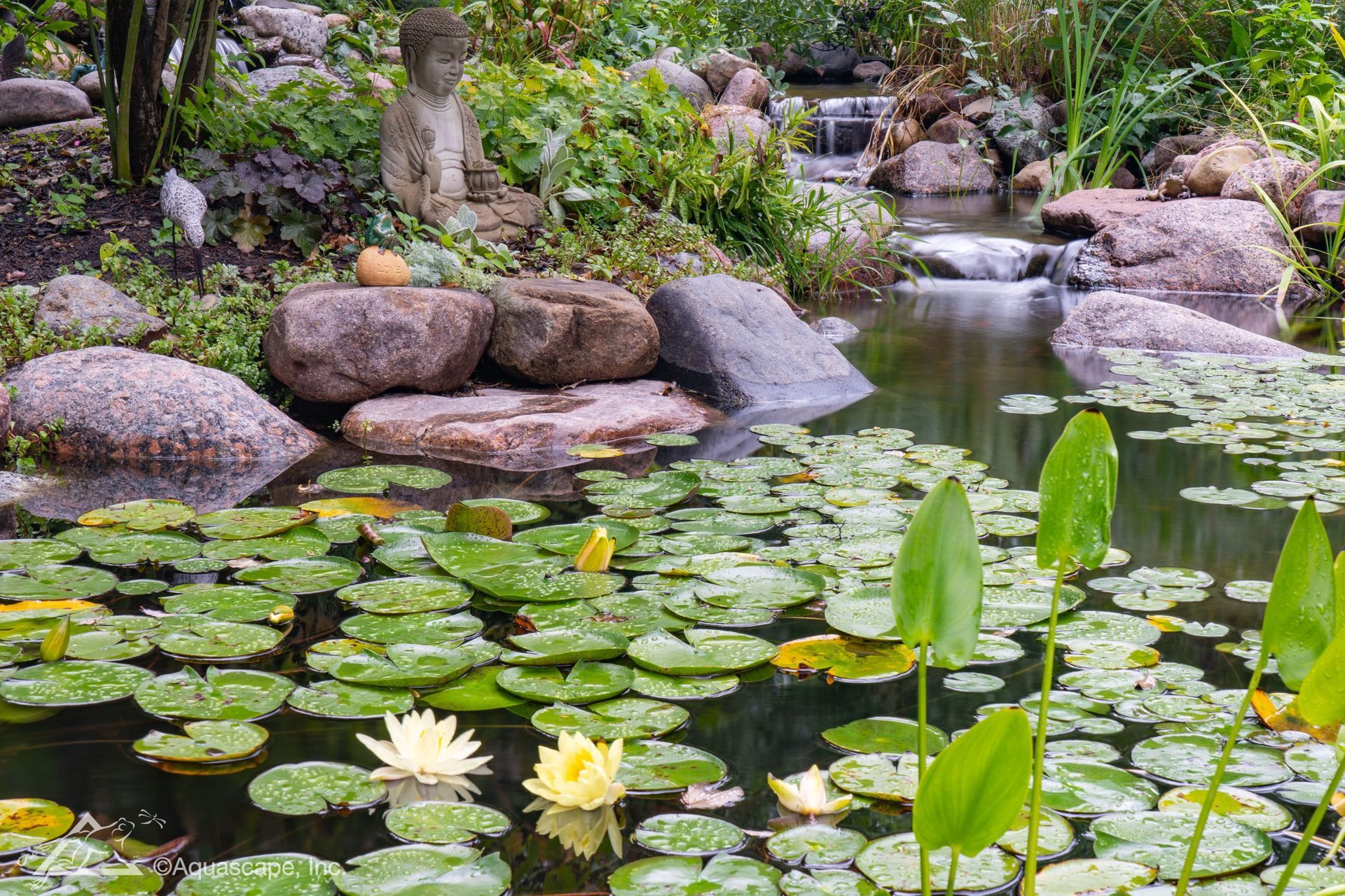 Pond with lily pads, water lilies, and rocks, trees in background.