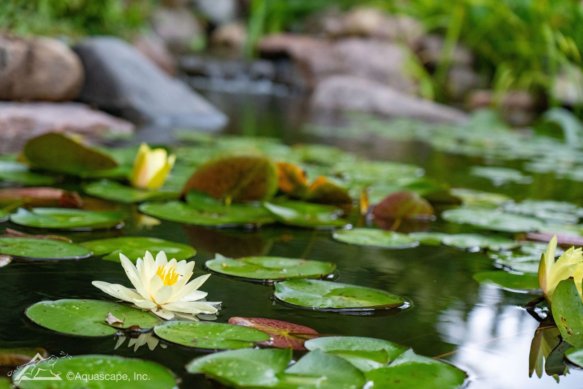 Yellow water lilies and lily pads floating on a pond.