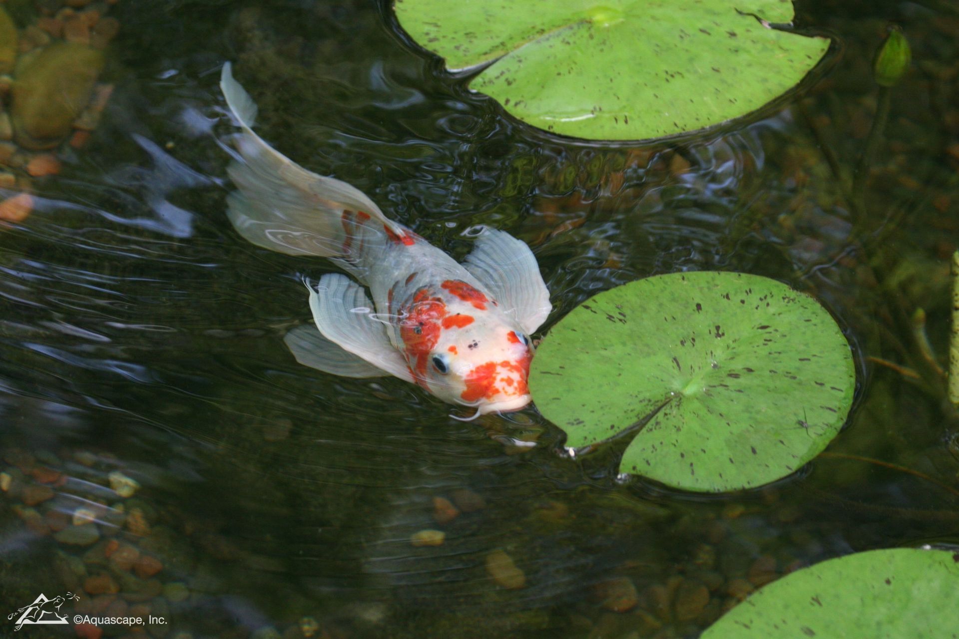 Koi fish with orange and white markings swims near lily pads in a pond.