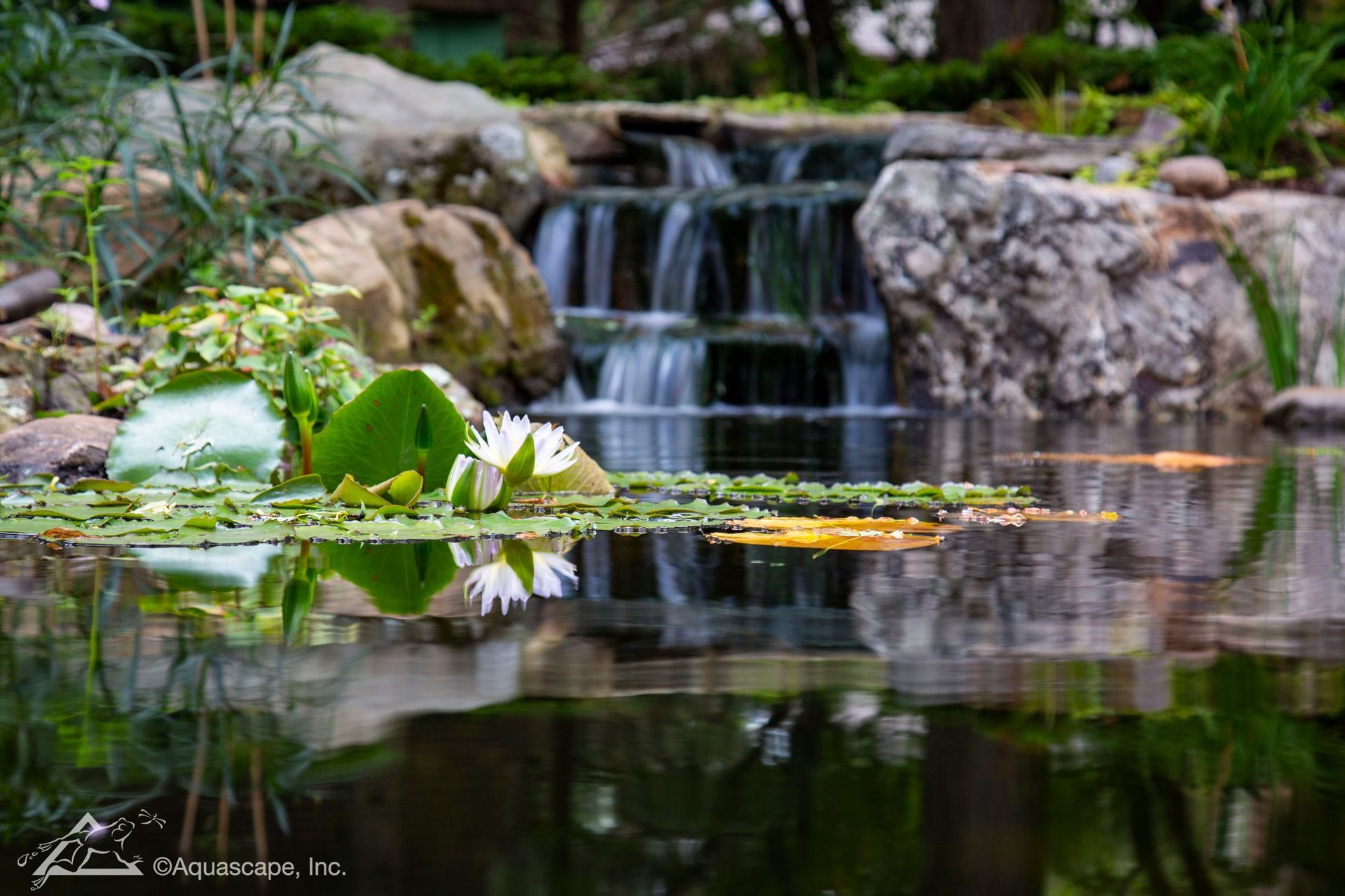 Water lilies in a pond with a small waterfall in the background, surrounded by rocks and greenery.