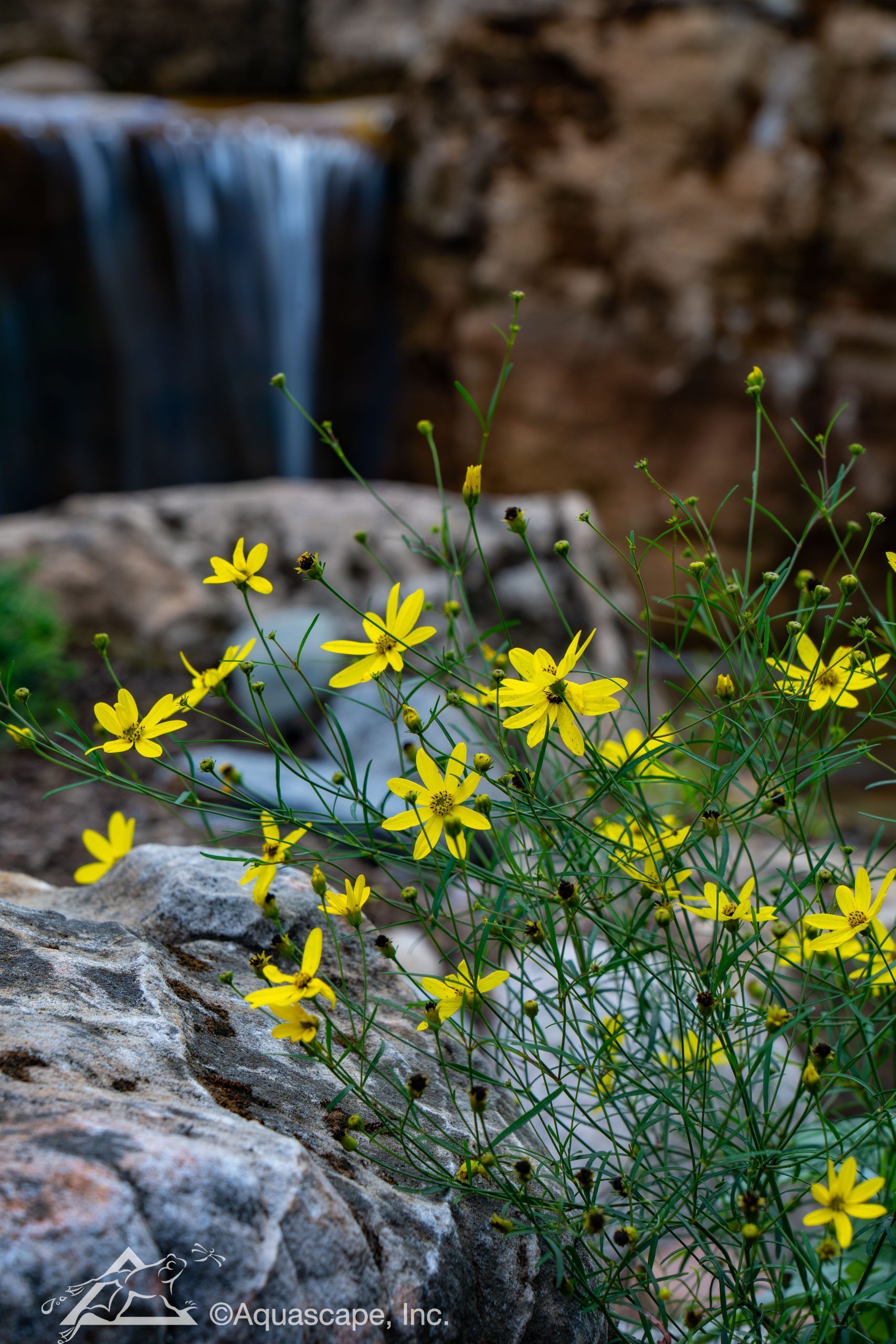 Yellow wildflowers bloom in front of a small waterfall cascading over rocks.