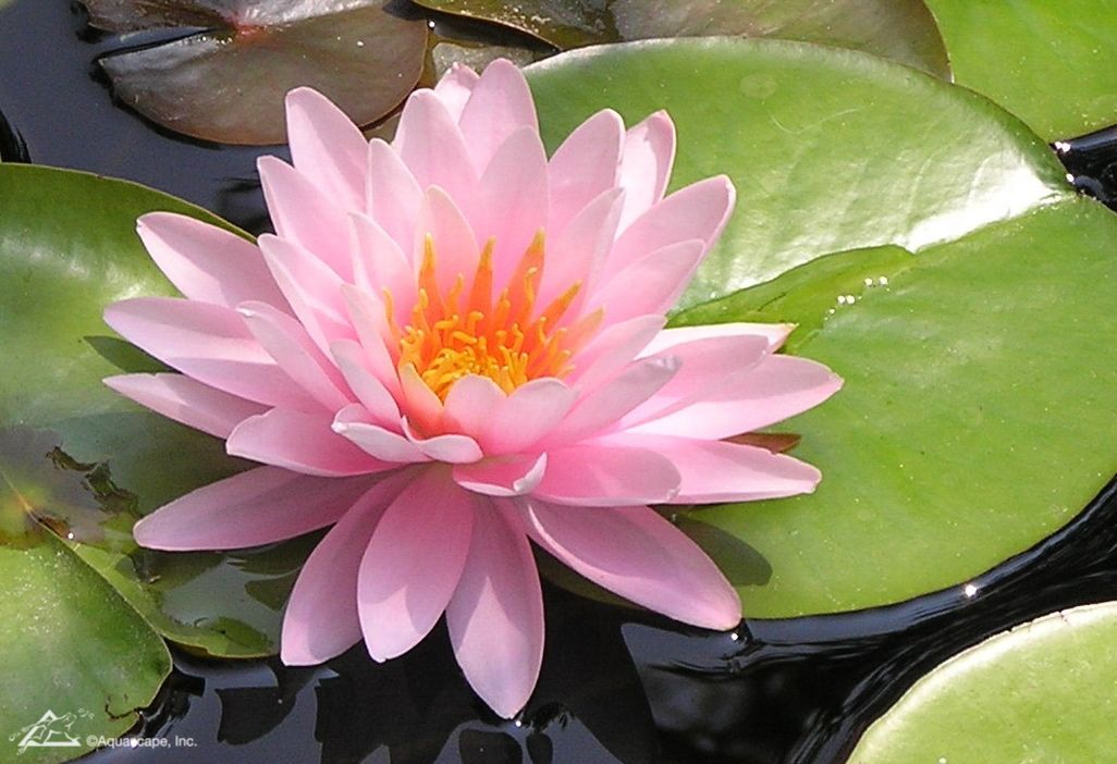 Pink water lily with orange center, floating on water, surrounded by green lily pads.