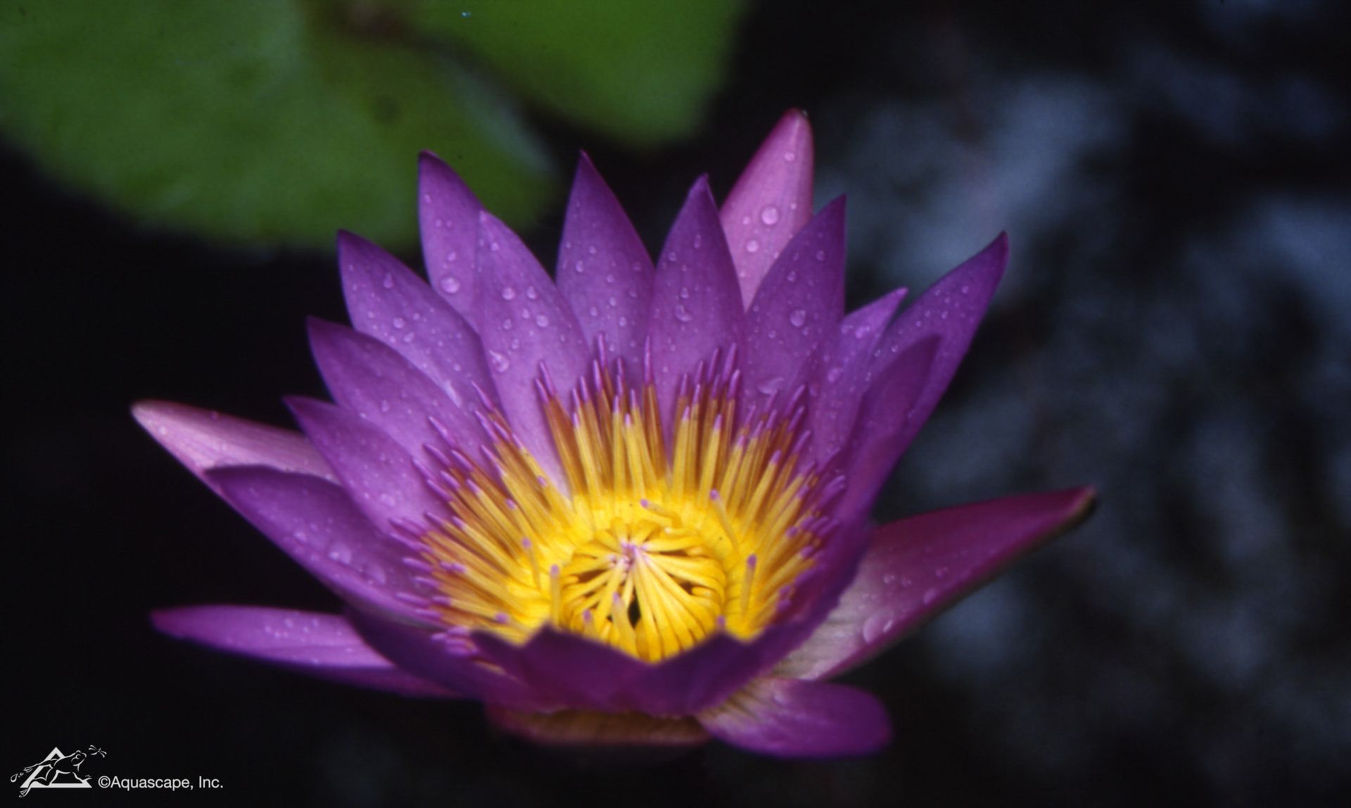 Purple and yellow water lily with droplets, dark background.