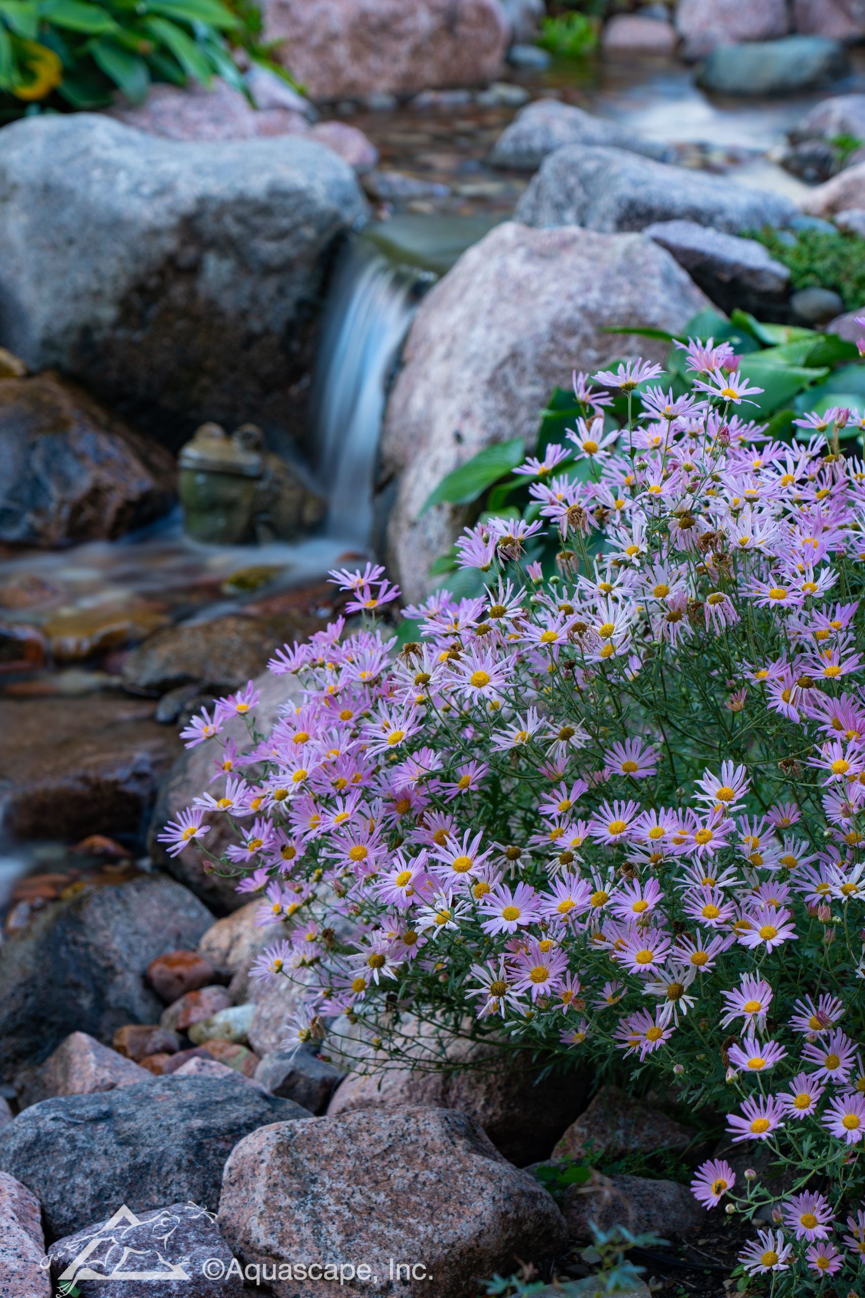 Purple flowers bloom near a flowing stream with rocks.