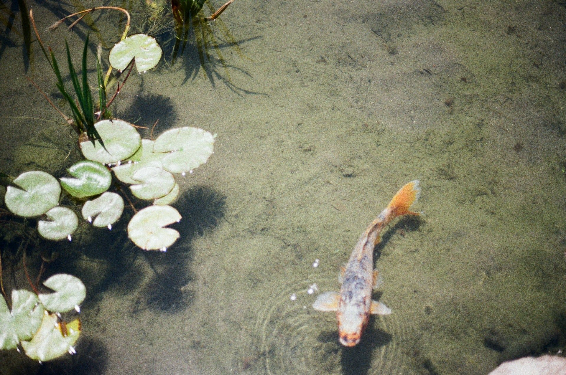 Koi Pond