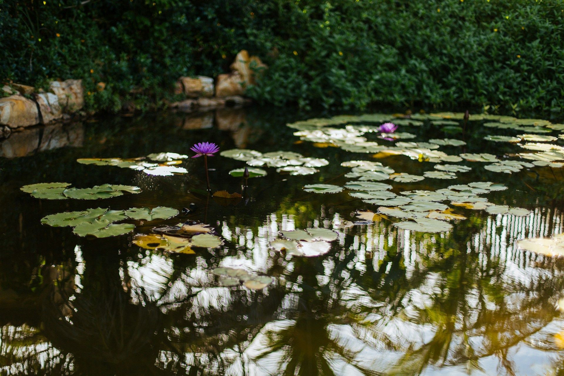 Water Garden