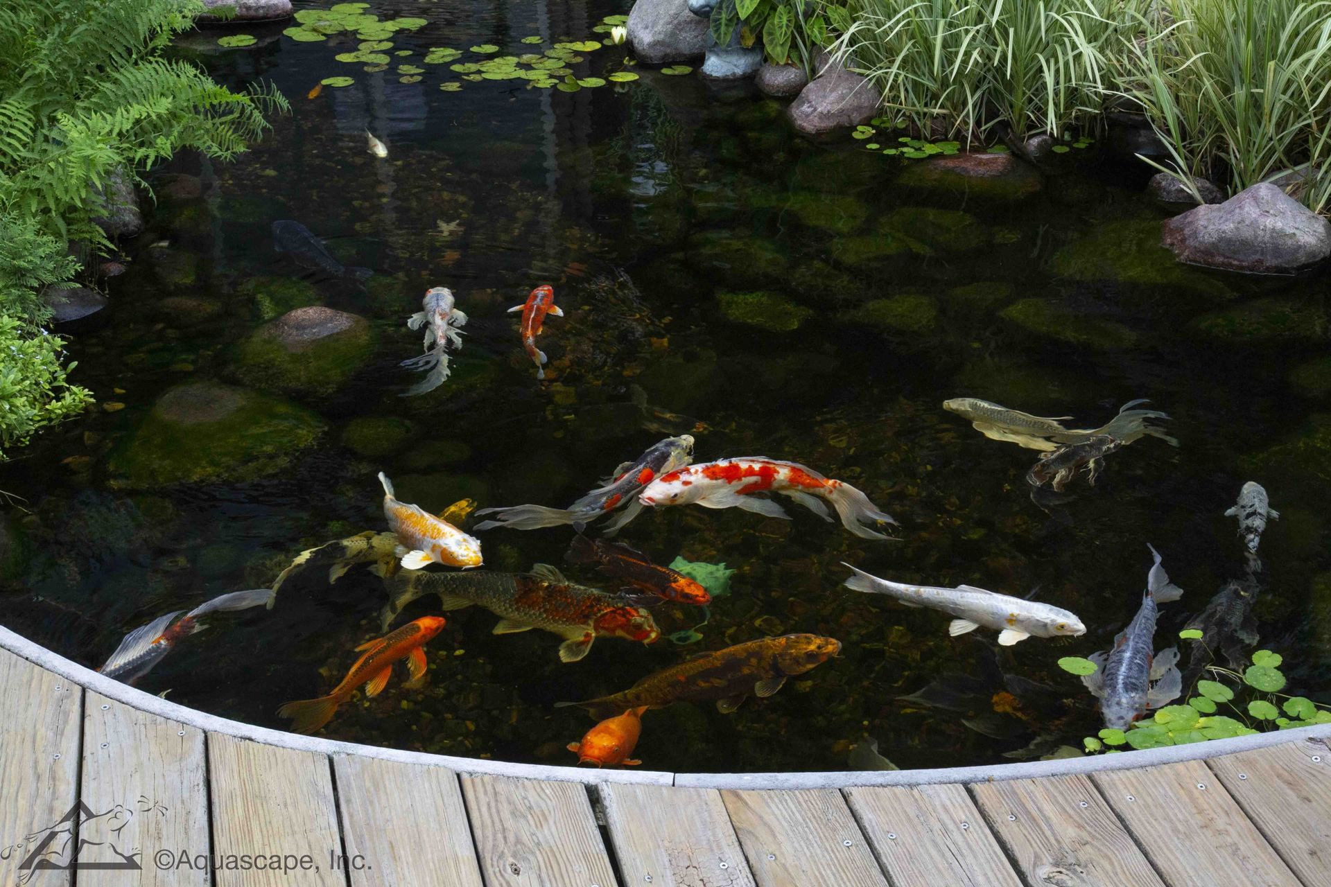 Koi fish of various colors swim in a pond surrounded by greenery and a wooden deck.