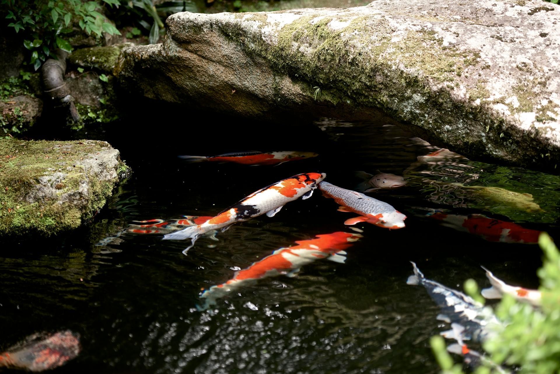 Koi Pond