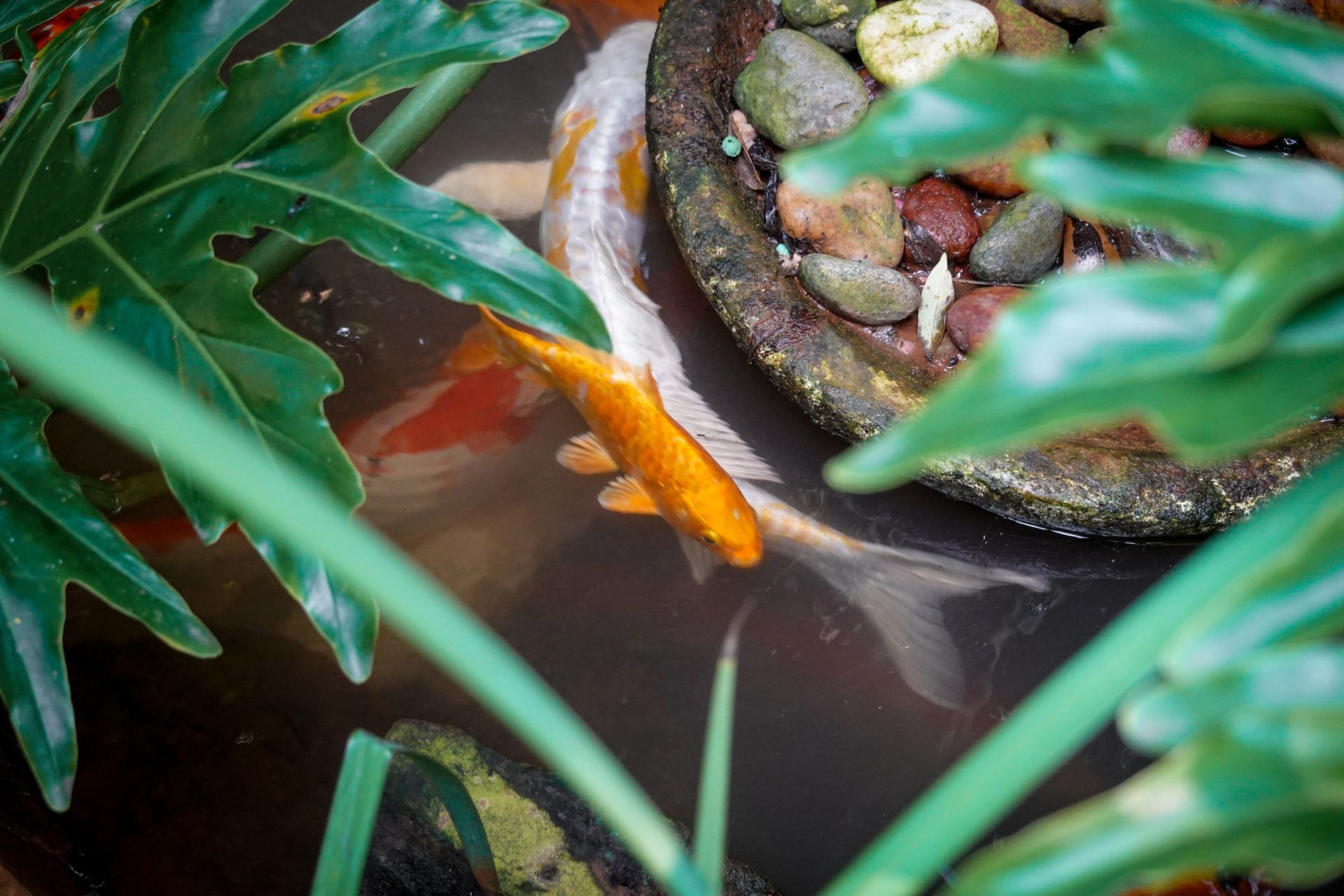 Aquatic Plant Zones