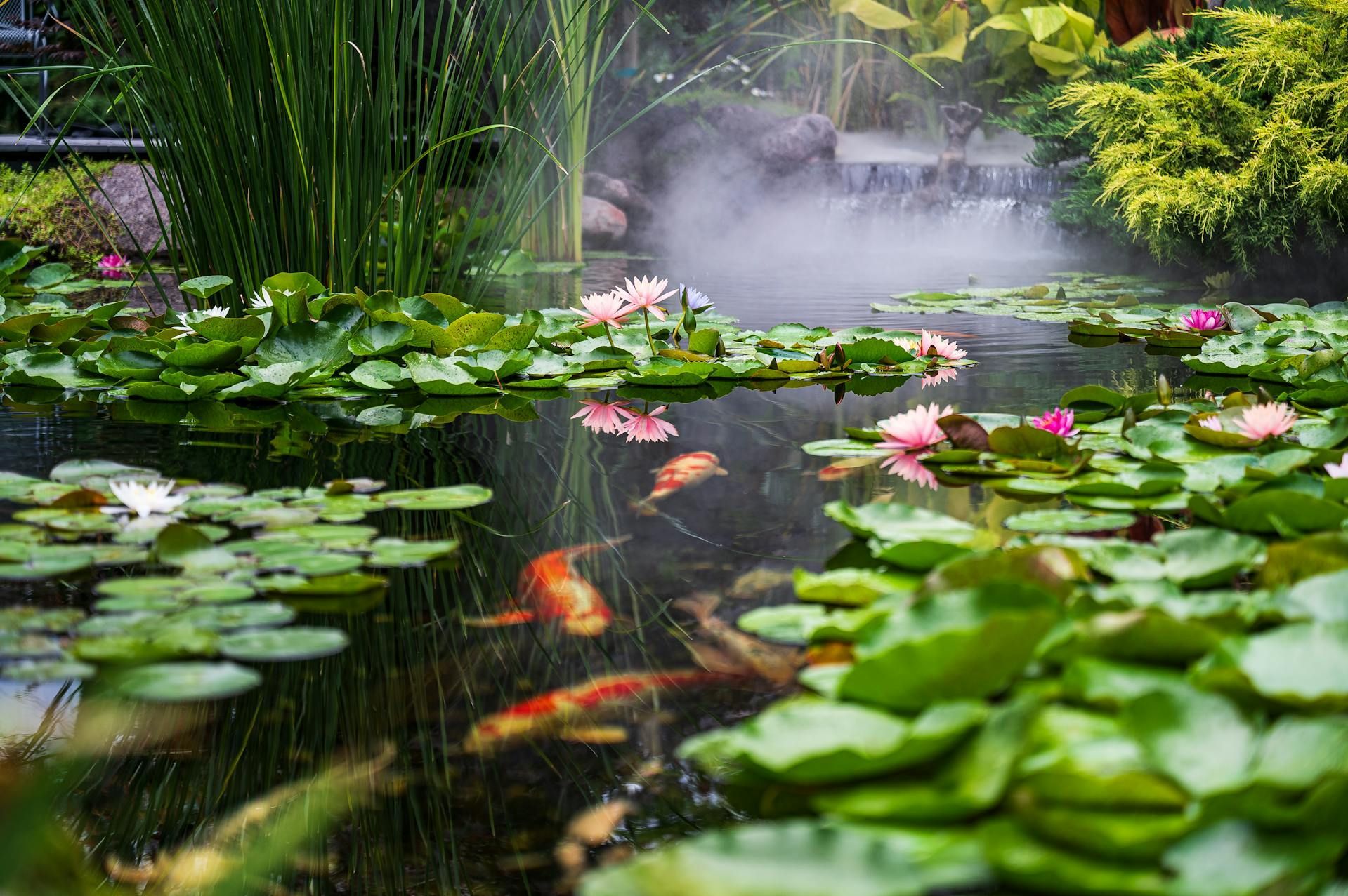 Ecosystem Pond