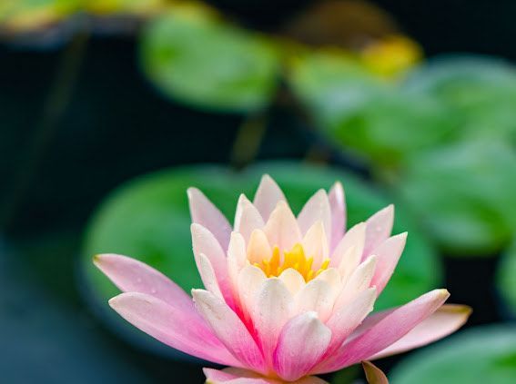 Pink and white water lily with yellow center, surrounded by green lily pads.
