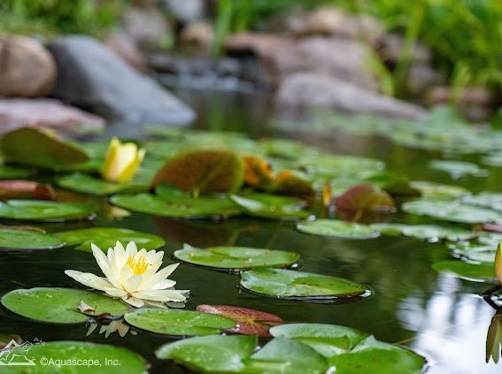 Yellow water lilies float on a pond with lily pads and rocks in the background.