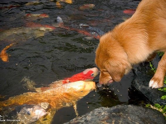 Golden dog sniffing a koi fish in a pond filled with colorful fish.