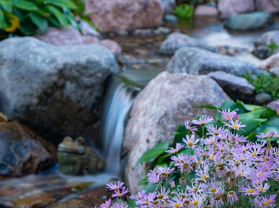 Purple flowers in bloom next to a small waterfall cascading over rocks.
