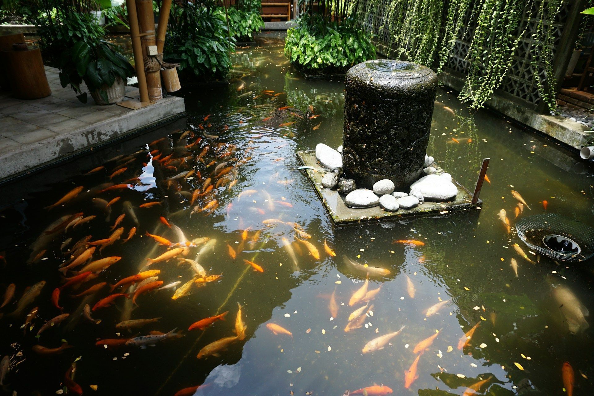Koi Pond