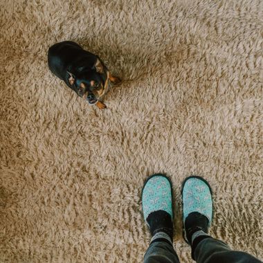 Dog sitting on a beige carpet, looking up at a person wearing blue patterned slippers.