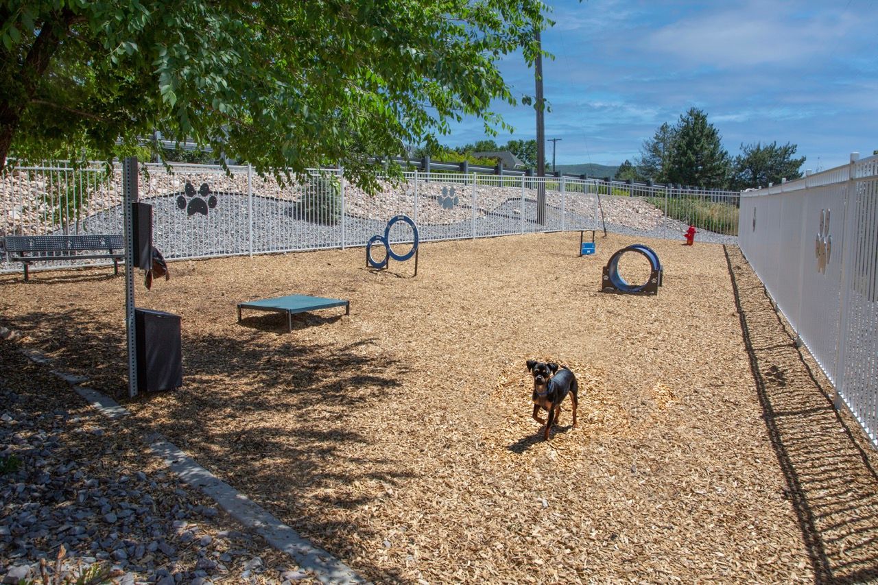 Outdoor fenced dog park with agility obstacles and a small dog running.