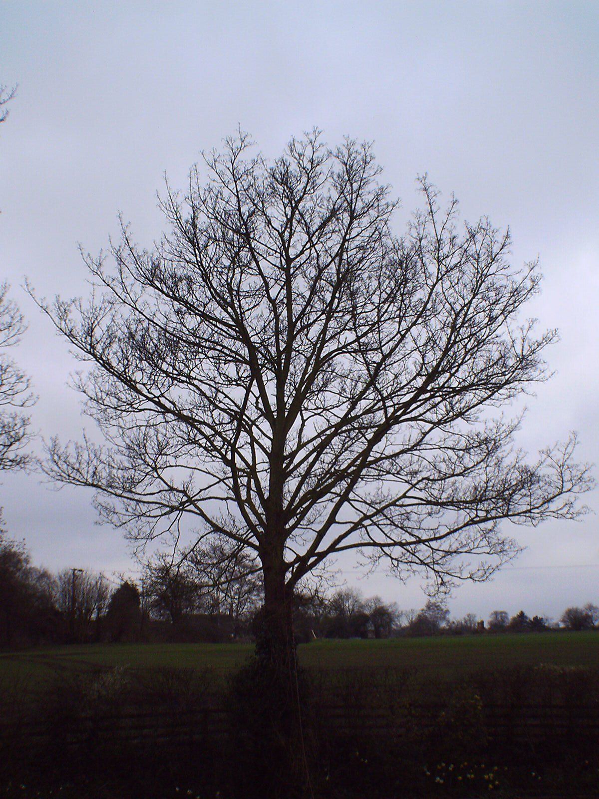 Before crown reduction