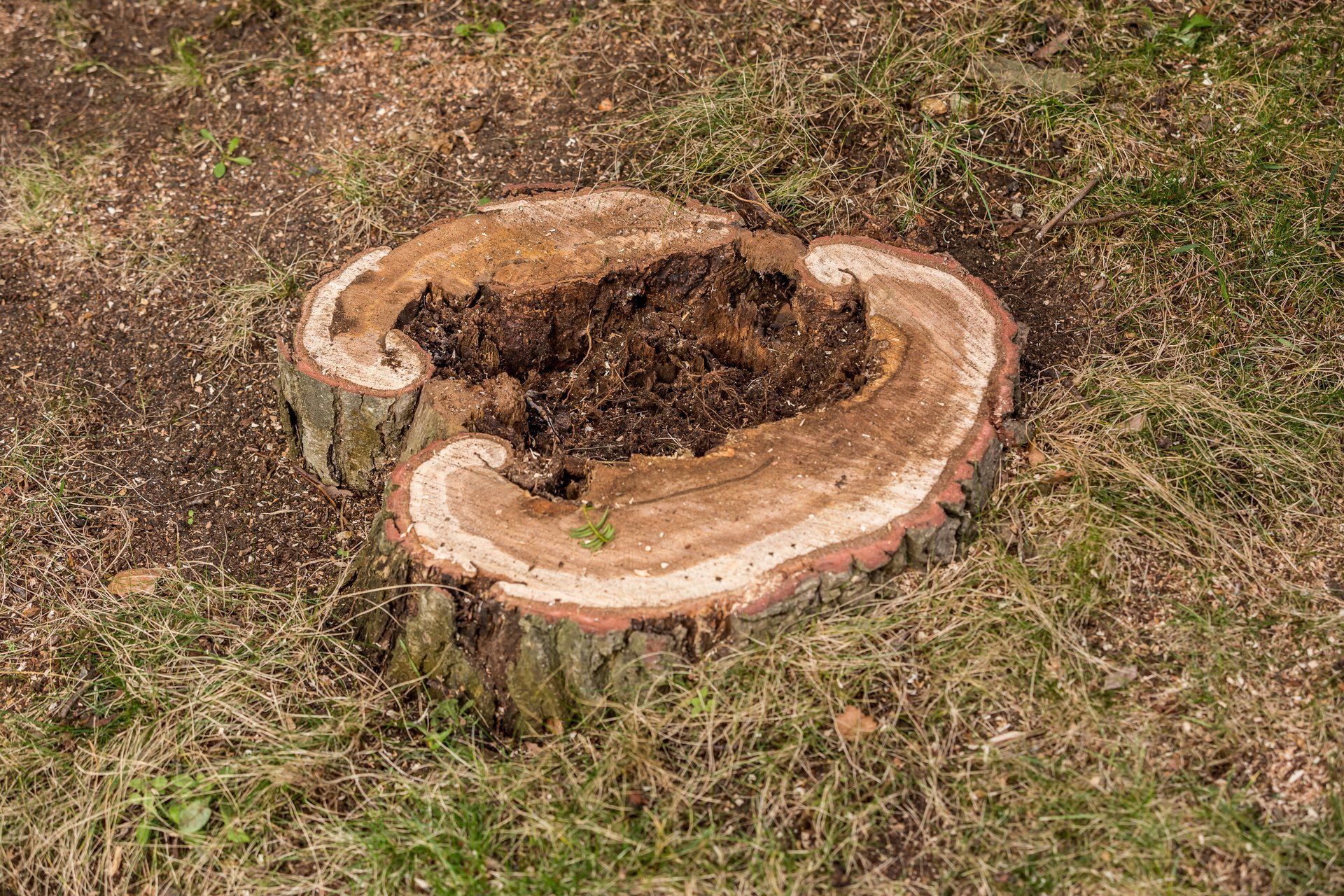 tree stump