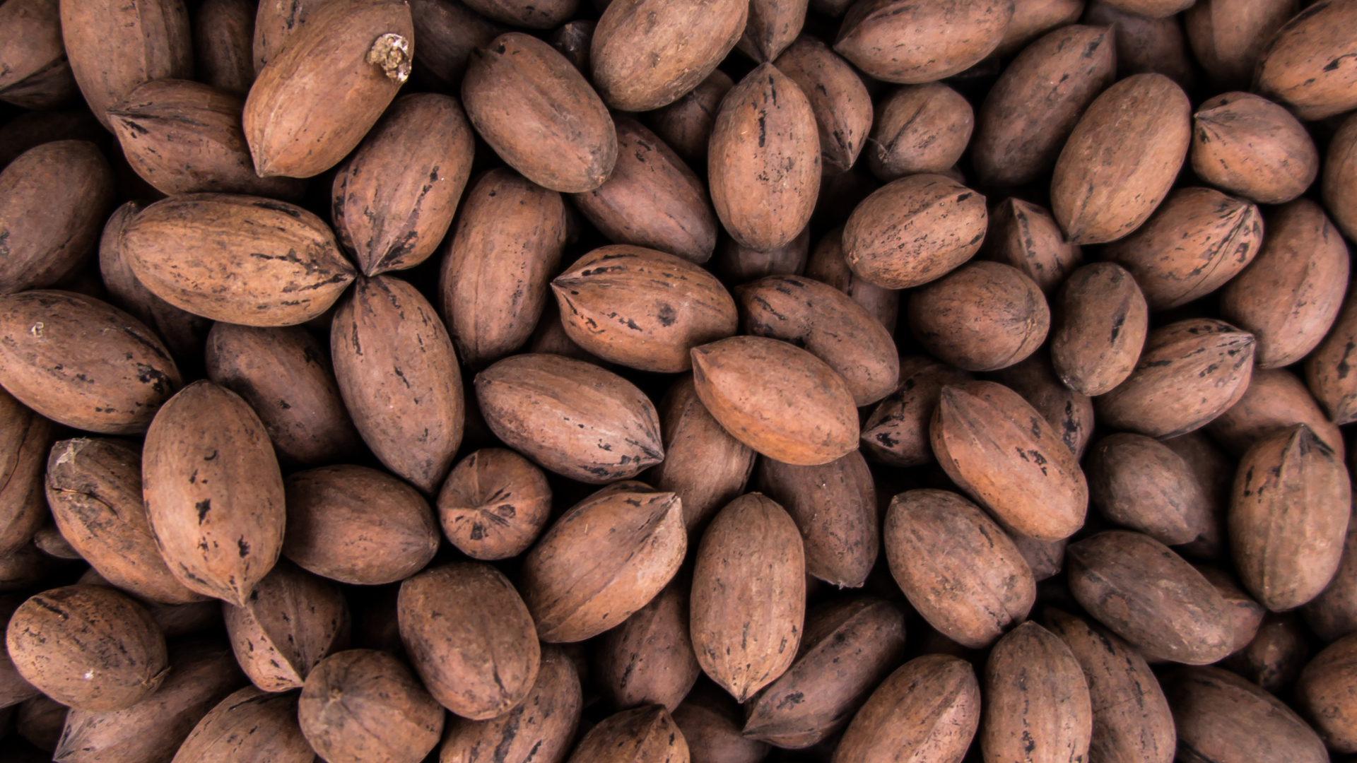 Pile of brown pecan nuts in their shells.