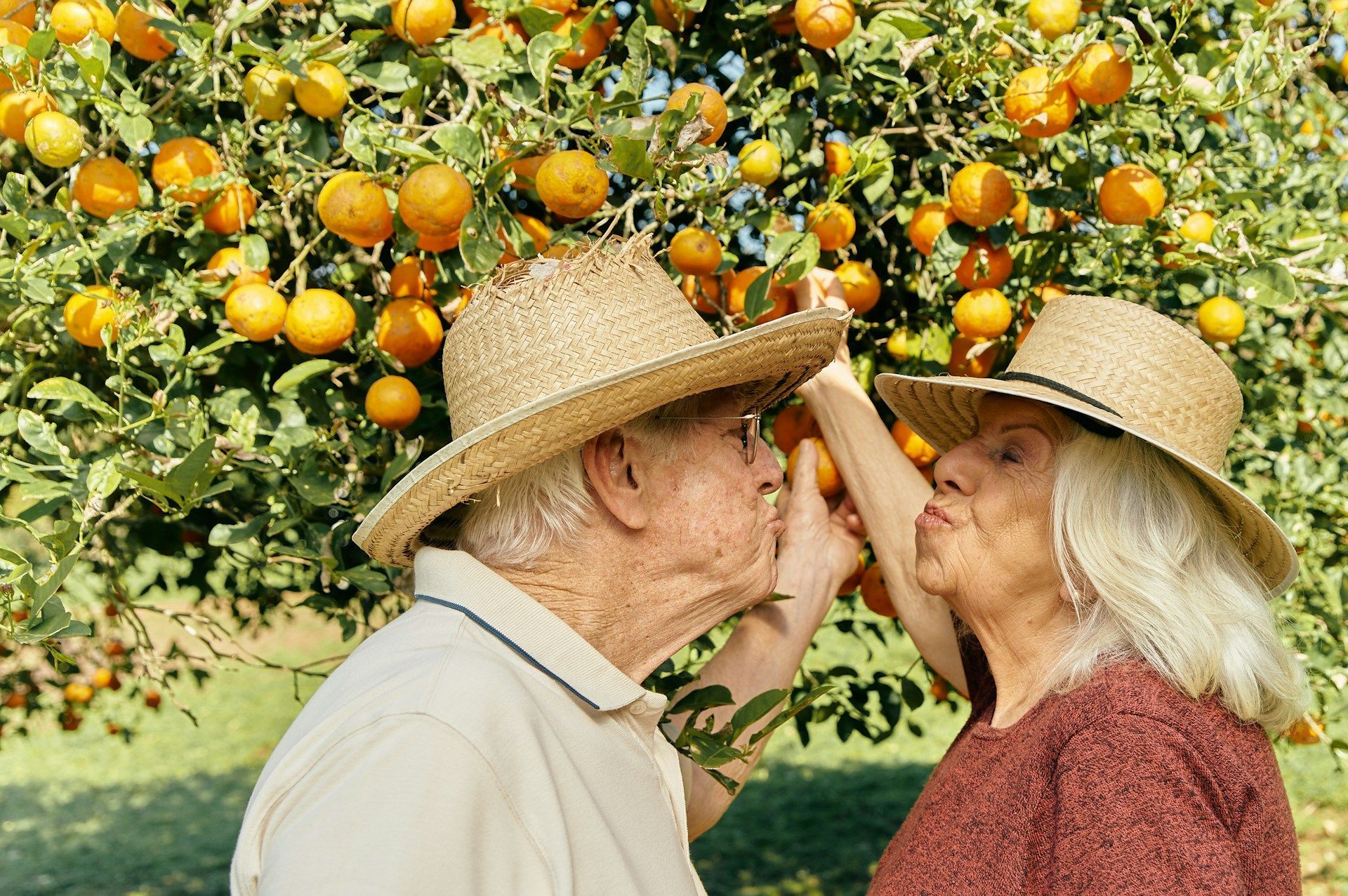 An elderly couple kissing in front of an orange tree