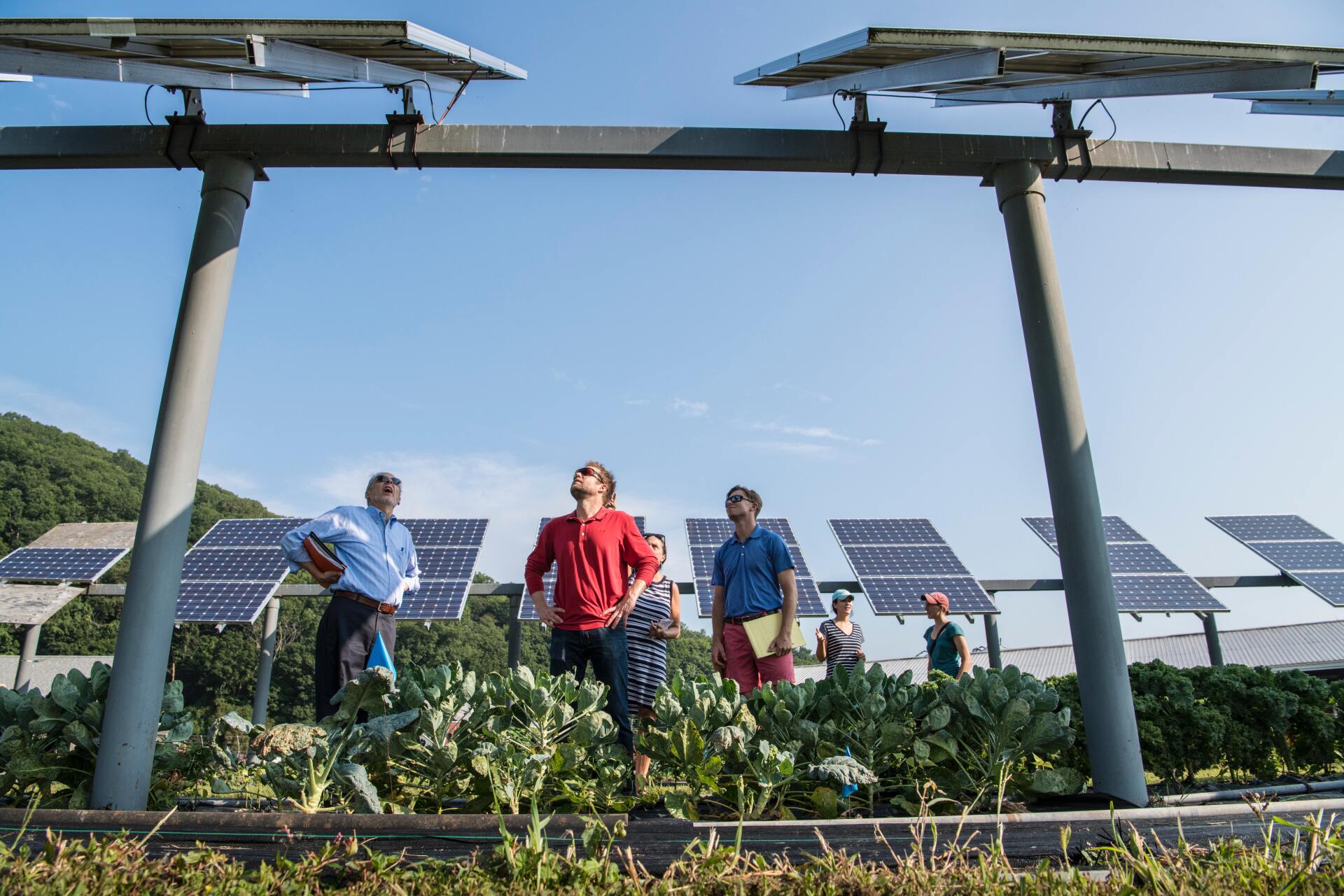 plantas solares en la industria de alimentos