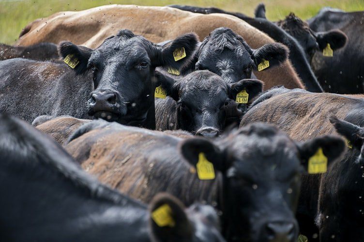 ganado, industria alimentos, materia prima