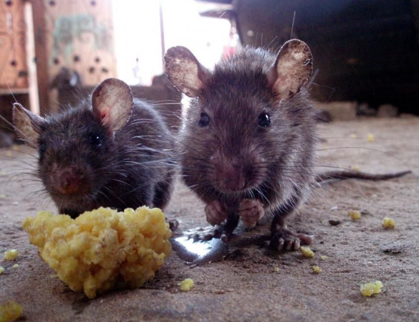 Two mice are eating corn on the cob on the ground