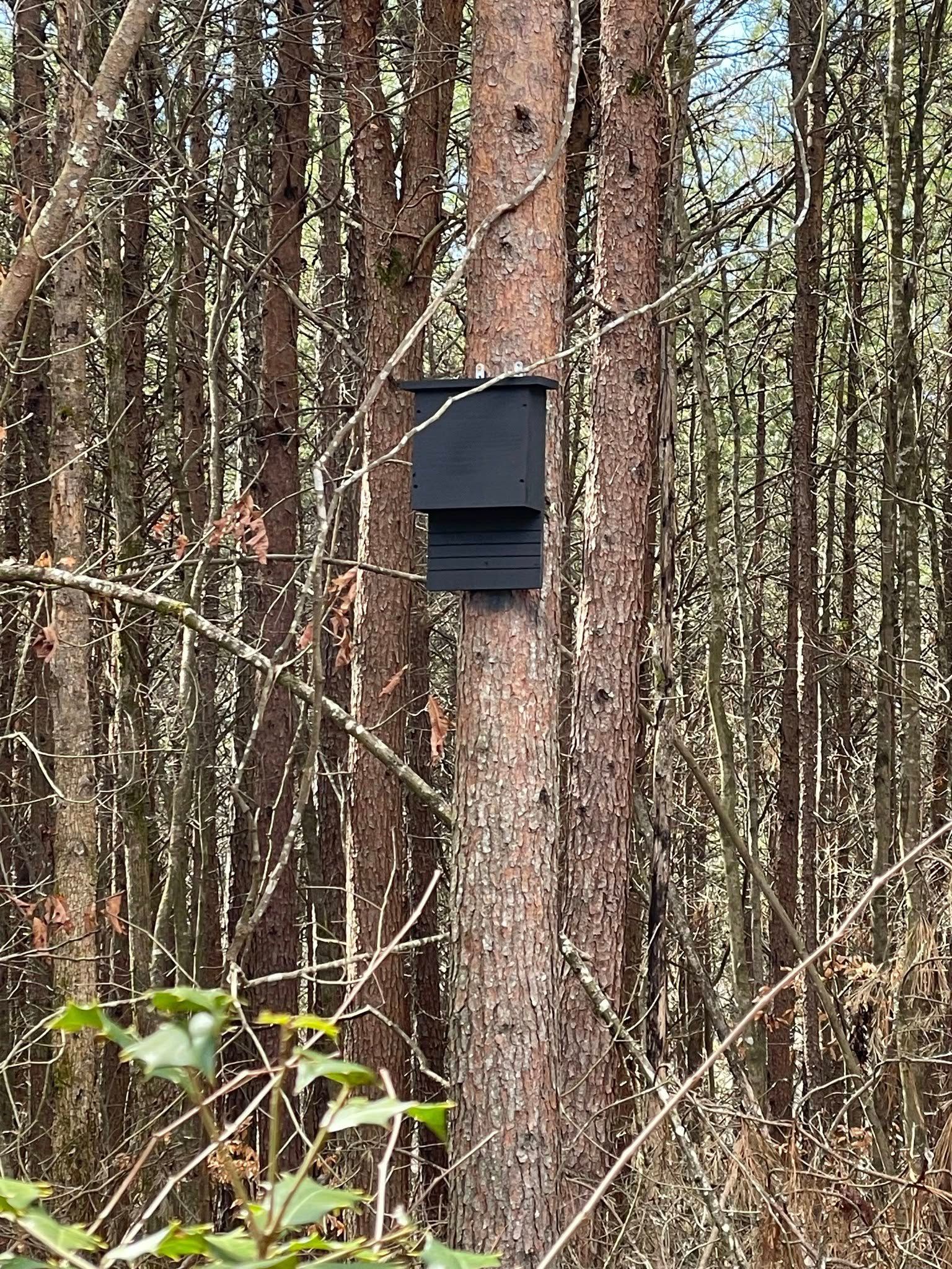 A black birdhouse is attached to a tree in the middle of a forest.