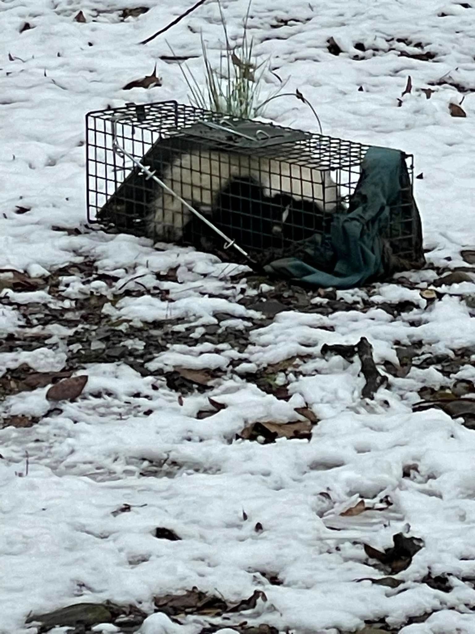 A skunk is in a cage in the snow.
