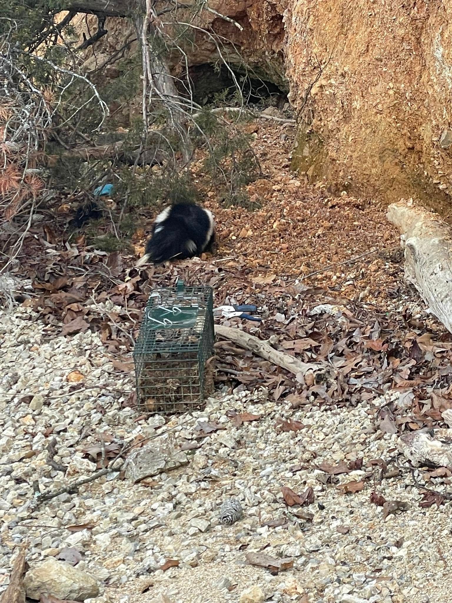 A black bear is laying on the ground next to a cage.