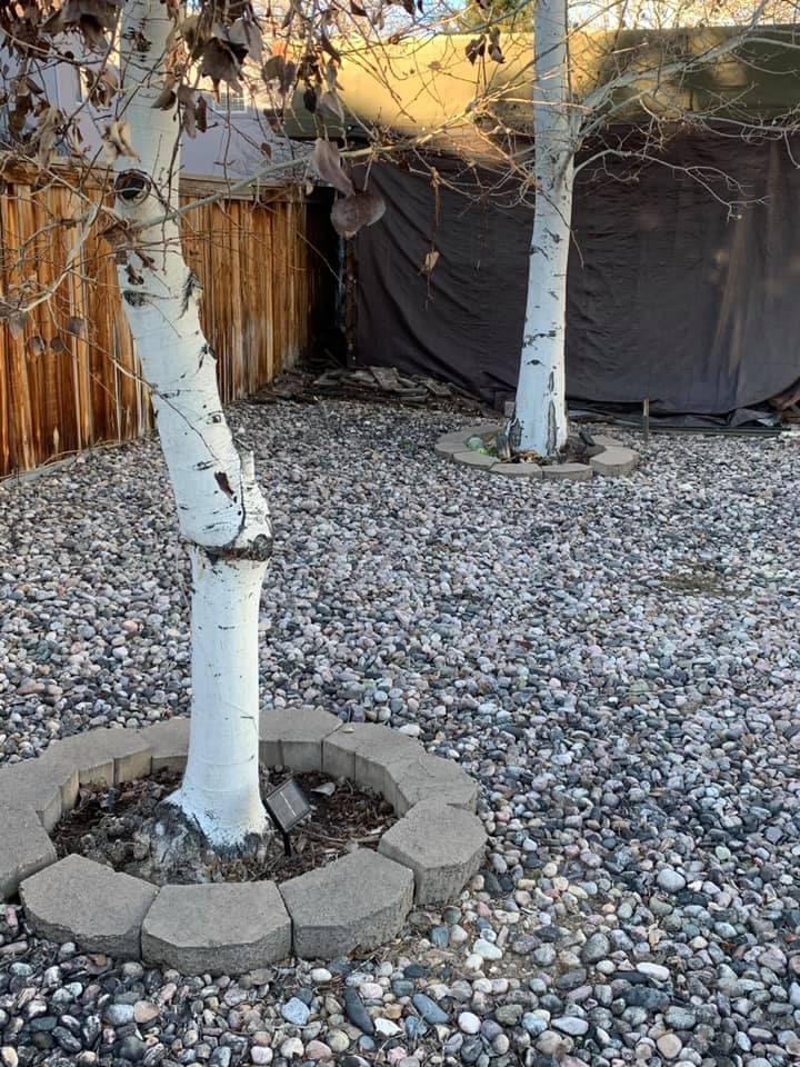 A tree is sitting in the middle of a gravel area.
