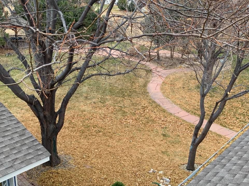 An aerial view of a yard with trees and a path.