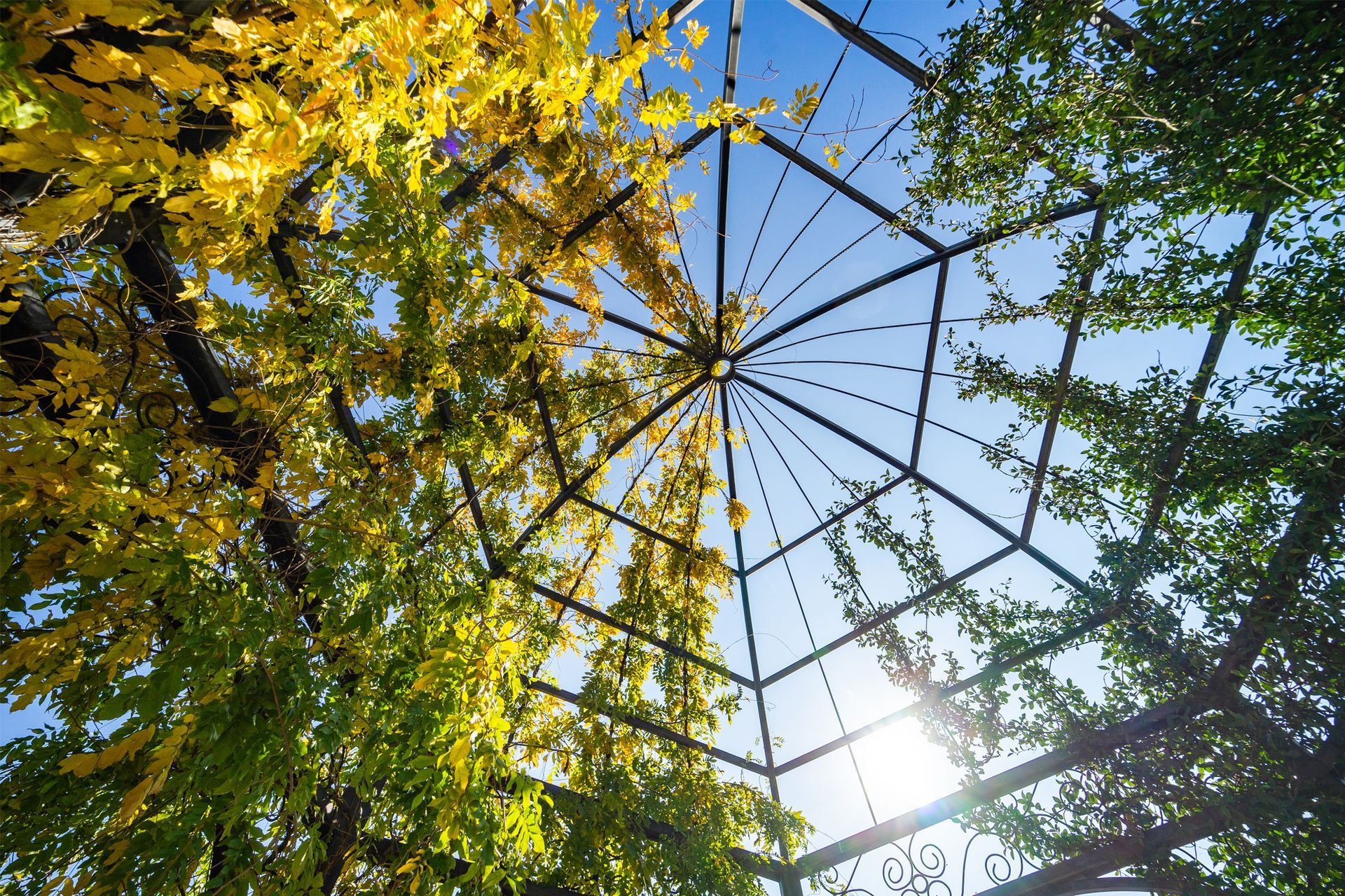 Looking up at a tree with yellow leaves under a dome.
